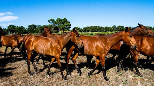 Lusitano Horses (photo: CVR Tejo)