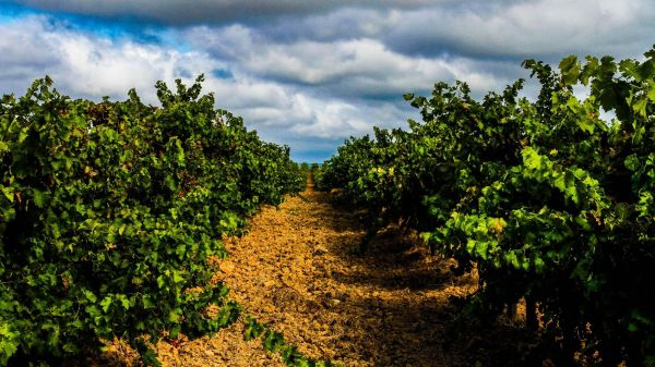 Tejo Vineyards (photo: CVR Tejo)