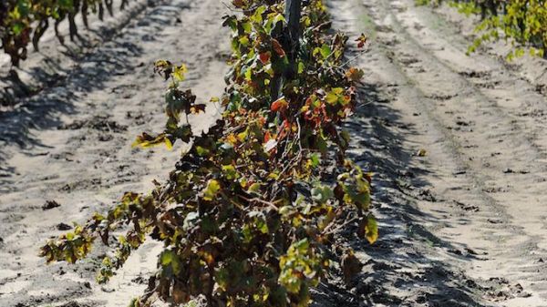 Tejo Vineyards (photo: Ricardo Palma Veiga)